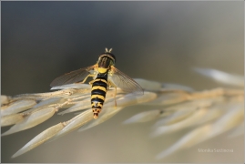 <p>PESTŘENKA PSANÁ (Sphaerophoria scripta) Jiříkov ---- /Long hoverfly - Gewöhnliche Langbauchschwebfliege/</p>